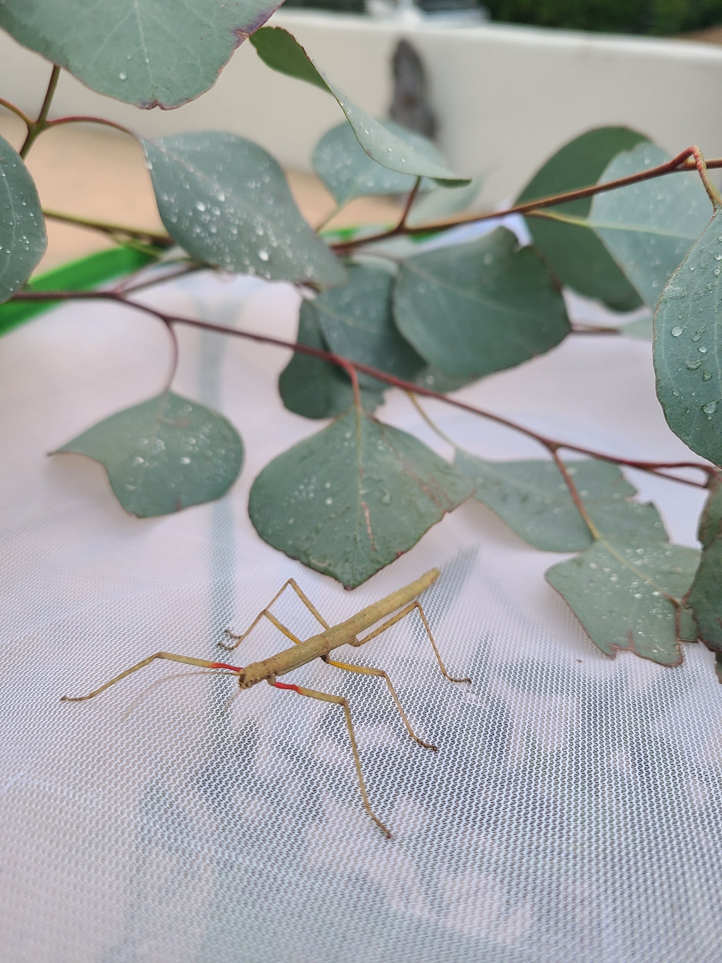 Indian Walking Stick (Carausius morosus) Stick Bug Insect