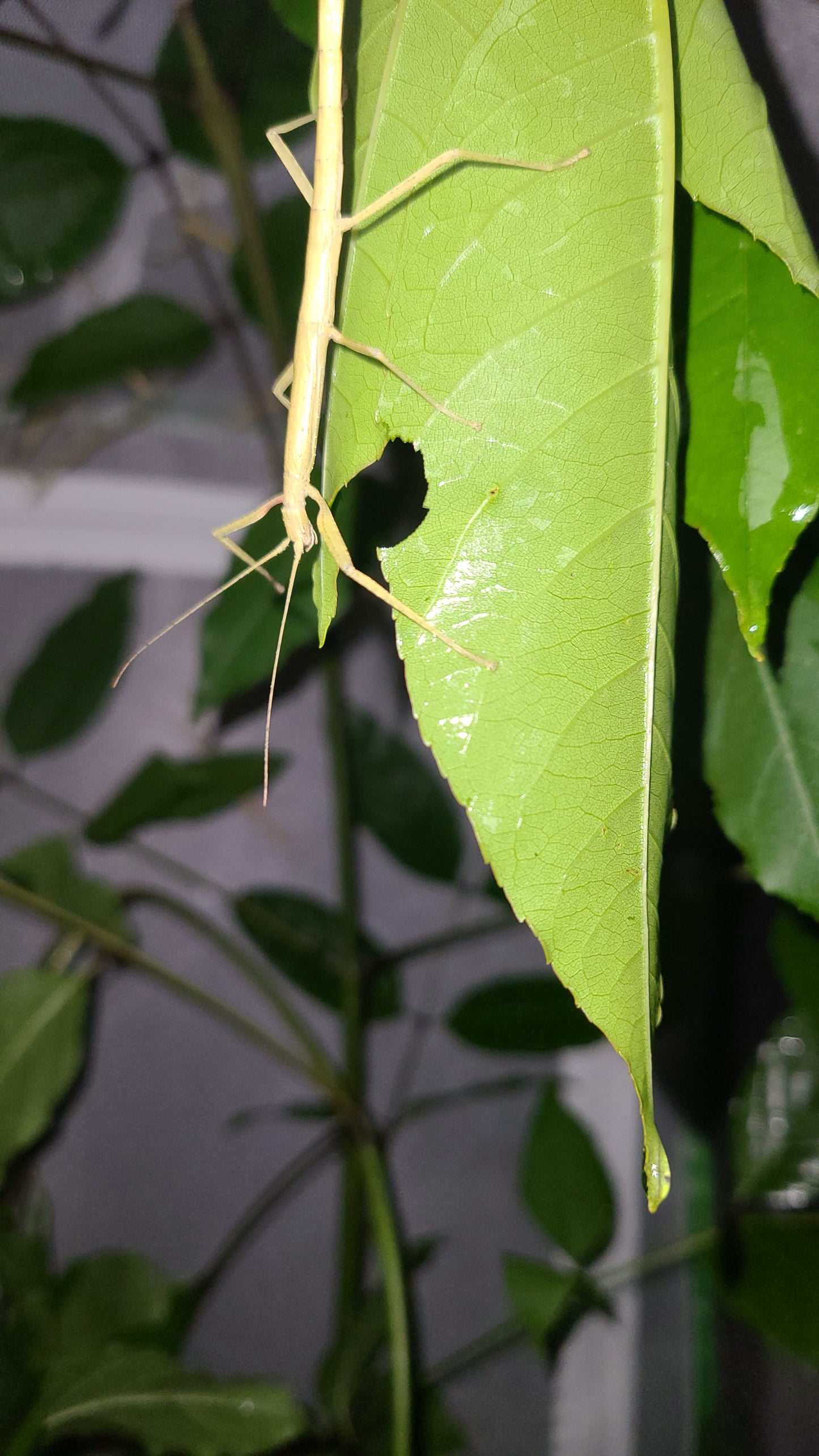 Indian Walking Stick (Carausius morosus) Stick Bug Insect