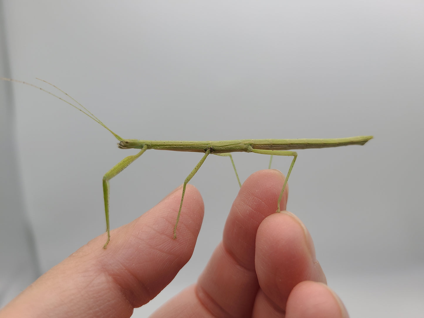 Indian Walking Stick (Carausius morosus) Stick Bug Insect