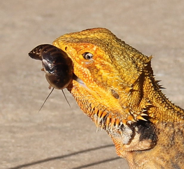 Gold Coast Roaches logo
