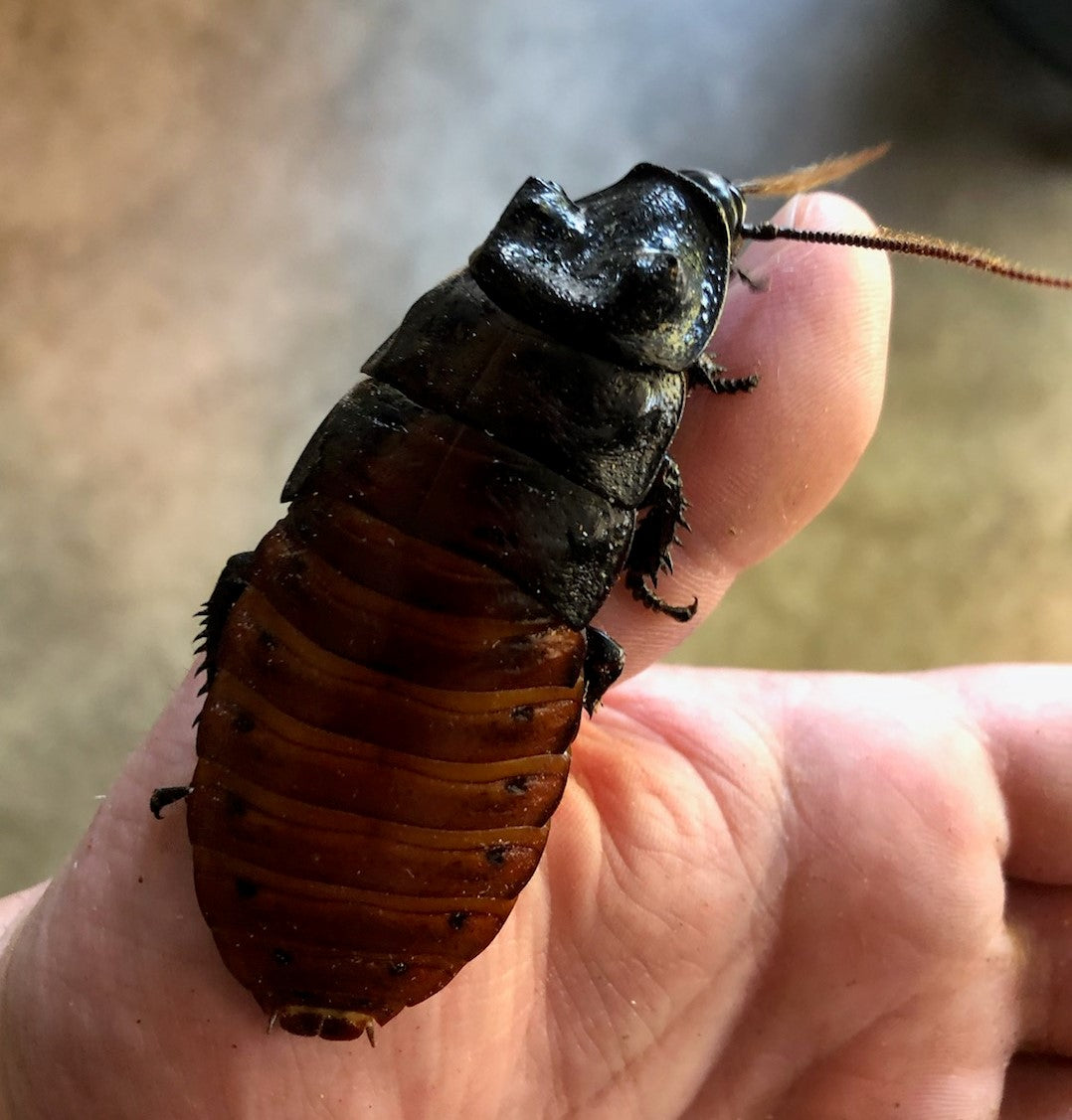 Madagascar Hissers  (Gromphadorhina portentosa)