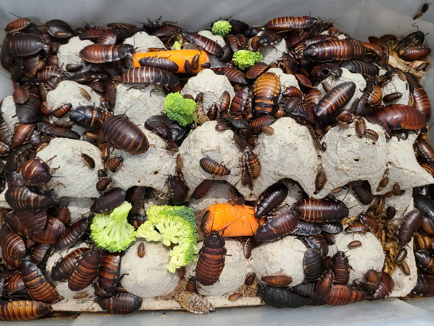 Madagascar Hissers  (Gromphadorhina portentosa)