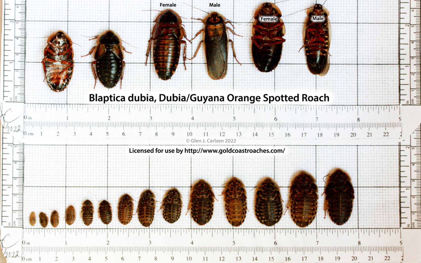 Dubia Roaches (Dubia Blaptica)