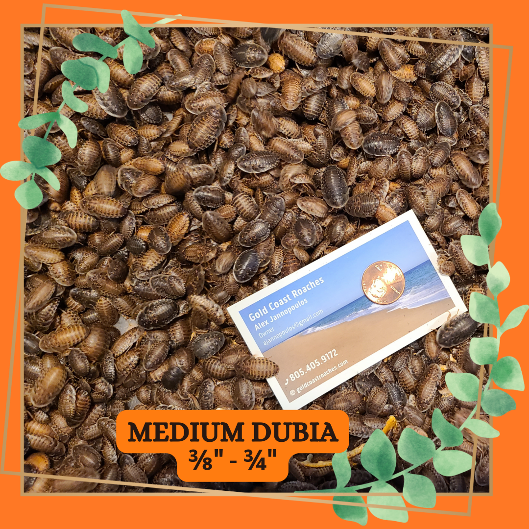 Dubia Roaches (Dubia Blaptica)
