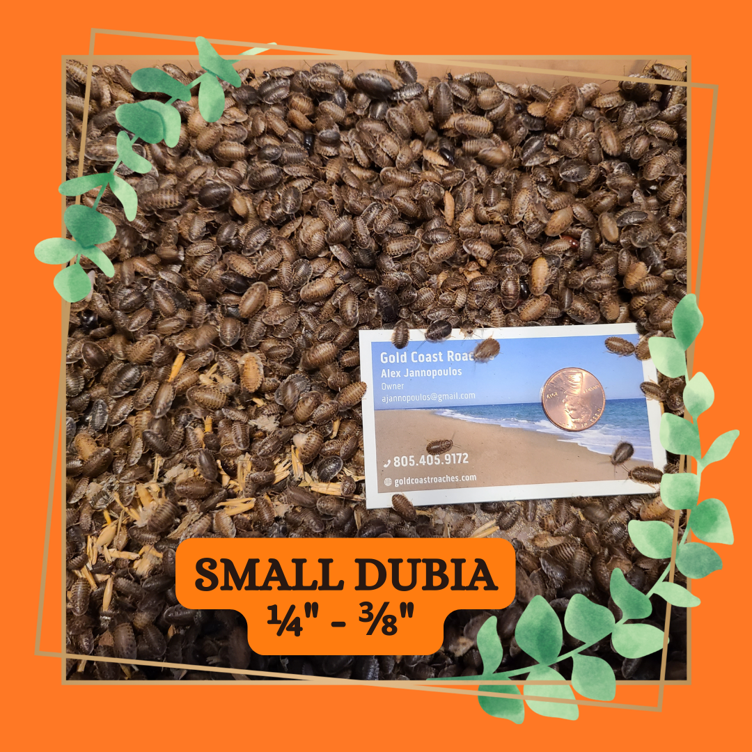 Dubia Roaches (Dubia Blaptica)