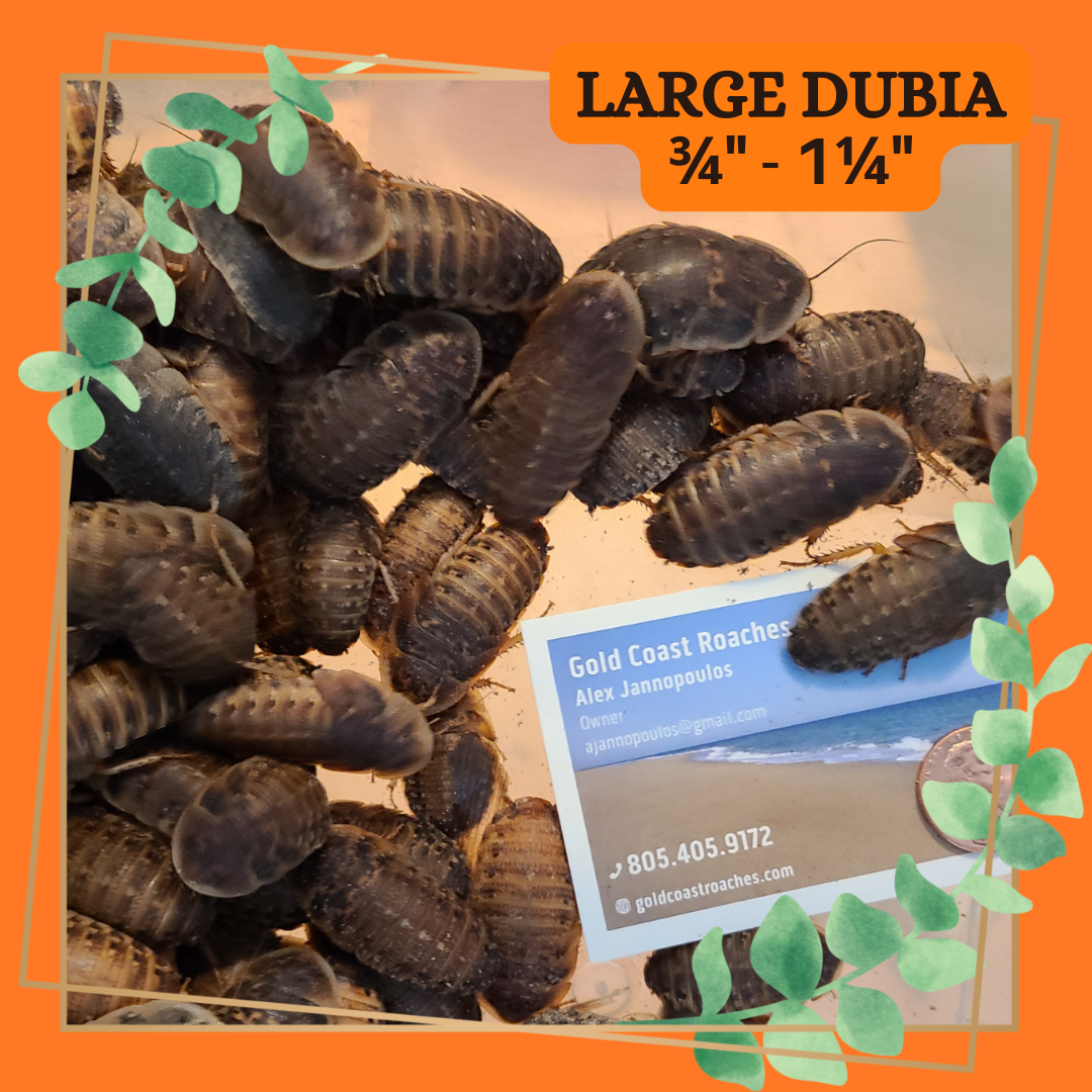 Dubia Roaches (Dubia Blaptica)