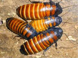 Madagascar Hissers  (Gromphadorhina portentosa)