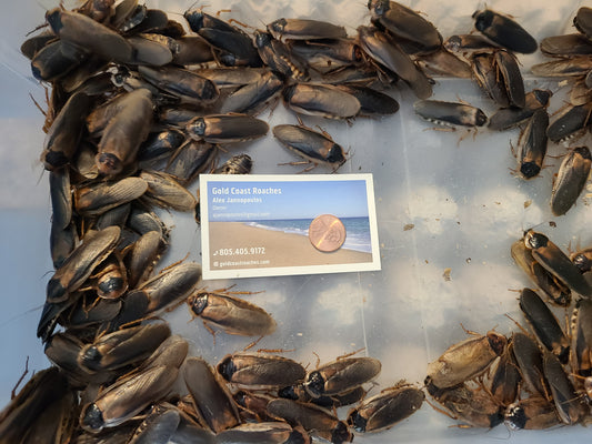 Adult Male Dubia Roaches (Dubia blaptica)