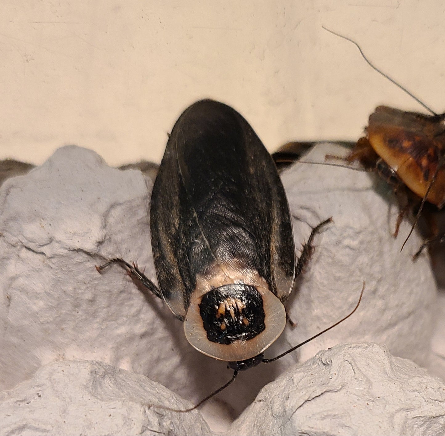 Death’s Head Roach (Blaberus craniifer) FLORIDA LEGAL