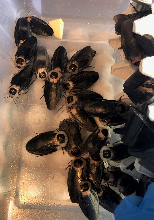 Death’s Head Roach (Blaberus craniifer) FLORIDA LEGAL