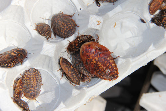 Discoid Feeder Roaches (Blaberus discoidalis) FLORIDA LEGAL