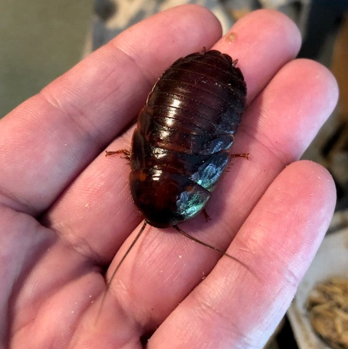 Orange Head Roaches (Eublaberus posticus)