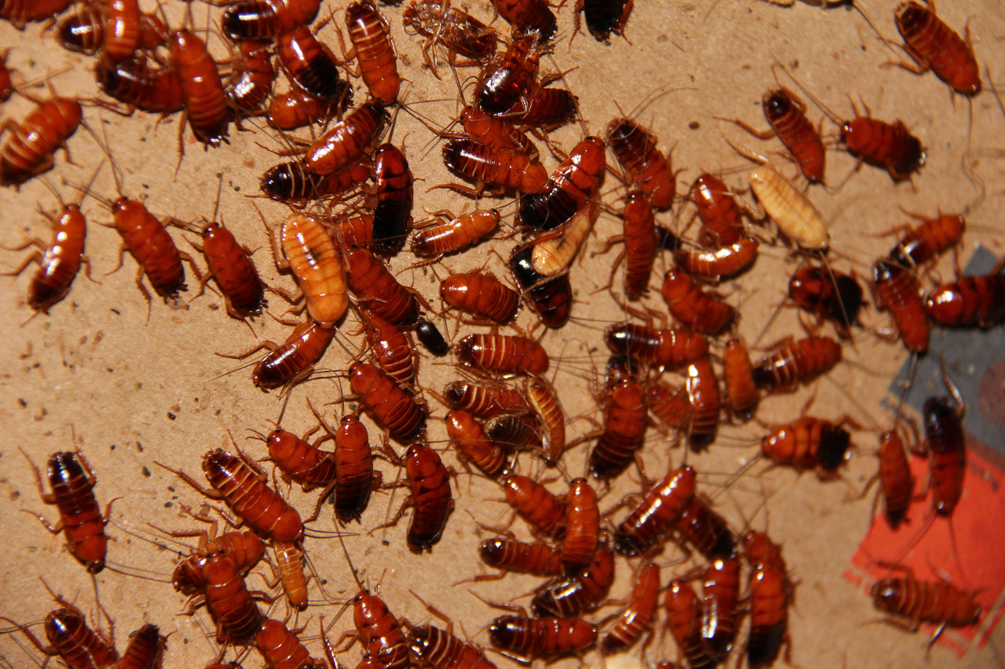 Turkestan Red Runner Roaches (Shelfordella lateralis)