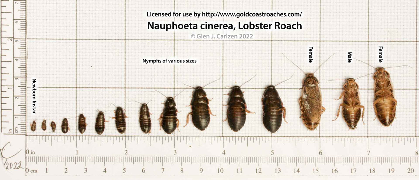 Lobster Roach  (Nauphoeta cinerea)