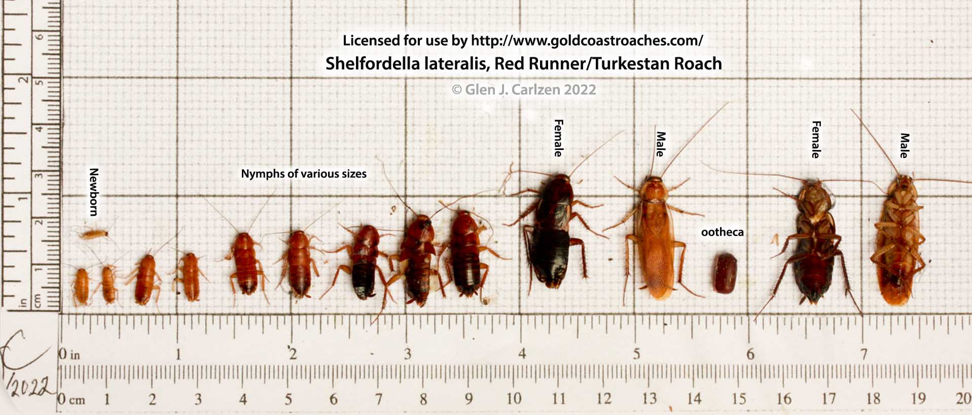 Turkestan Red Runner Roaches (Shelfordella Lateralis) – Gold Coast Roaches