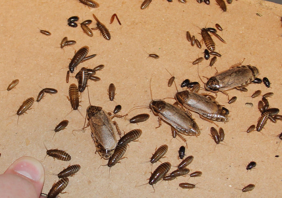 Highest Quality Feeder Roaches For Your Beloved Insect Loving Pets